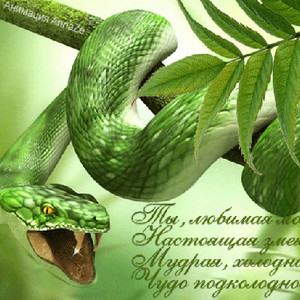 Стихи про змею
