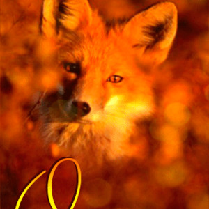 Осень – Рыжая лиса