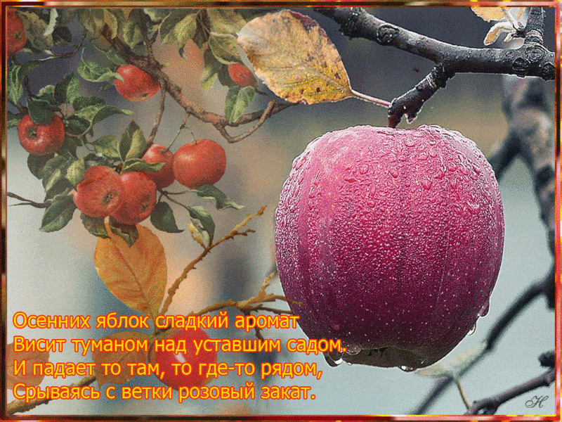 Осенних яблок сладкий аромат - Осень, gif скачать бесплатно