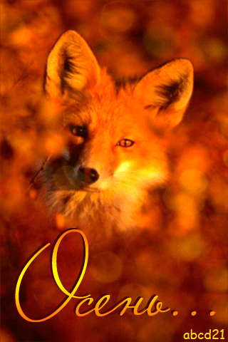 Осень – Рыжая лиса - Осень картинки