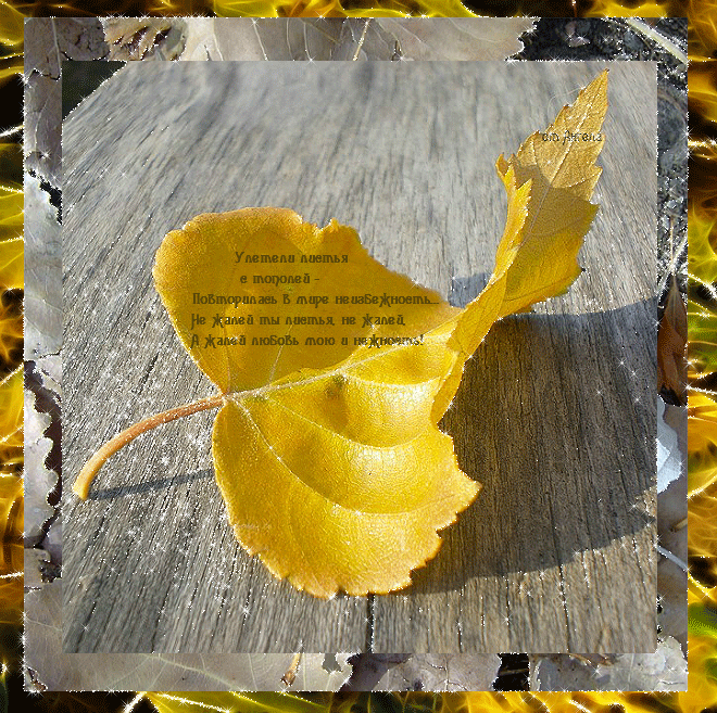 Тополиный осенний лист - Осень картинки