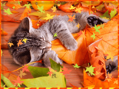 Котик в осенних листьях - Осень картинки
