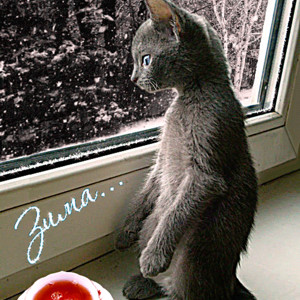Котёнок у зимнего окна