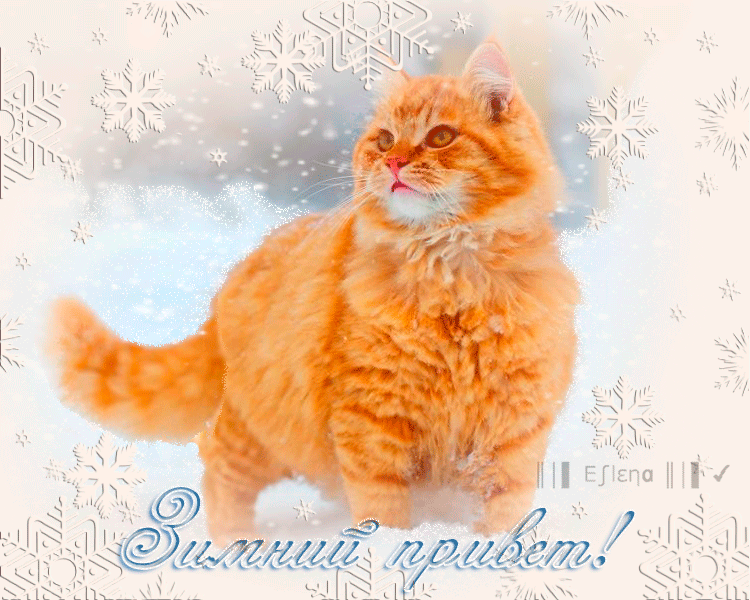 Зимний привет с рыжим котиком - Зима картинки