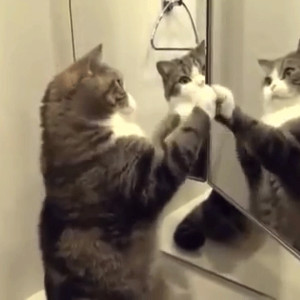 Кошка у зеркала