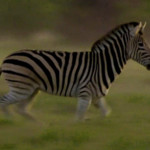 Бегущая зебра