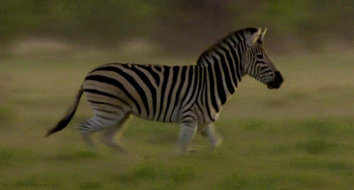 Бегущая зебра - Анимационные блестящие картинки GIF
