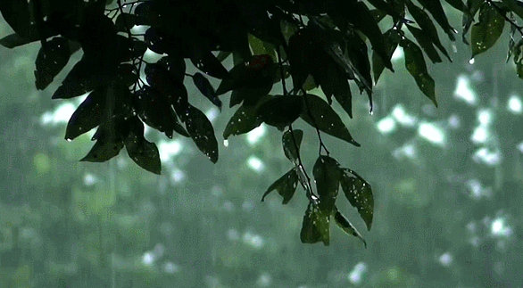 дождь - Живые фотографии