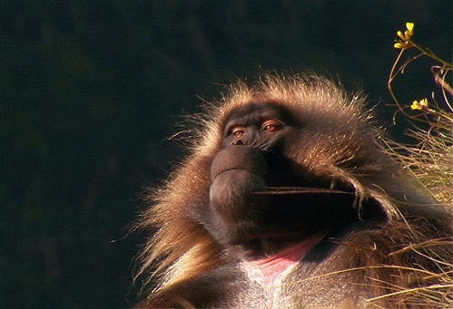 Гордая обезьяна - Живые фотографии