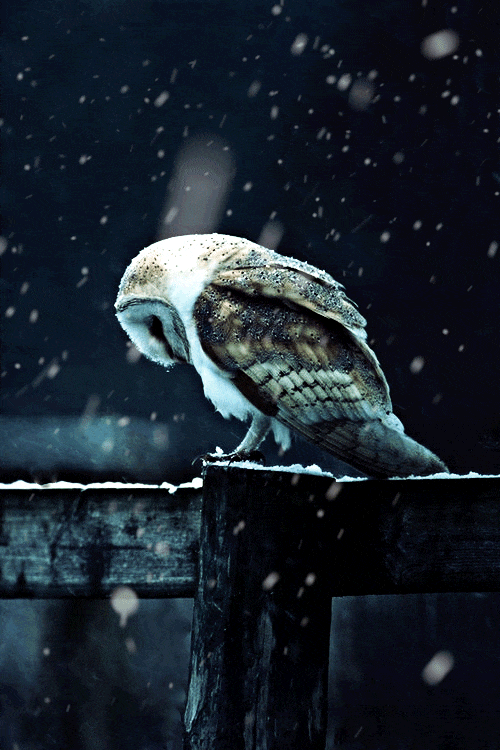 Сова под снегом - Анимационные блестящие картинки GIF