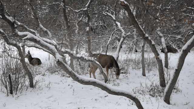 Животные в зимнем лесу - Анимационные блестящие картинки GIF