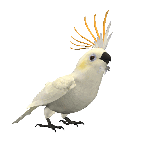 Говорящий попугай - Анимационные блестящие картинки GIF