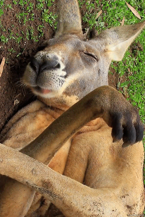 Прикольный кенгуру на фото анимации - Анимационные блестящие картинки GIF