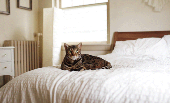 Кошка лежит на кровати - Живые фотографии - Анимационные блестящие .
