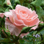 Розовая роза с блеском росы
