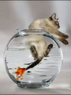 Кот и золотая рыбка - на телефон, gif скачать бесплатно