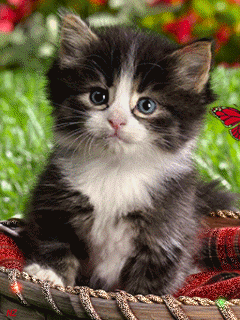 Котёнок в корзинке - Анимационные блестящие картинки GIF