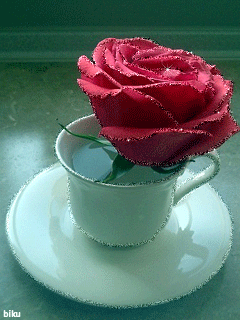 Чайная роза