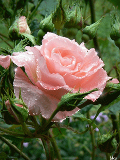 Розовая роза с блеском росы