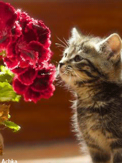 Котенок с цветами - Анимационные блестящие картинки GIF