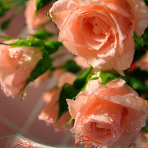 Открытка с розами для Татьяны в Татьянин день