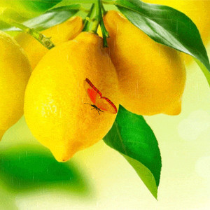 Спелые лимоны