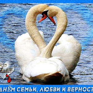 Лебеди символ любви и верности - День Семьи