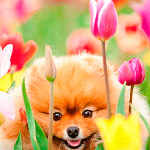 Милая собачка с тюльпанами