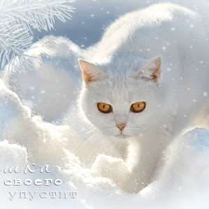 Белоснежная кошка на снегу