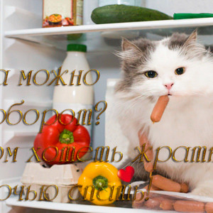 Кот в холодильнике