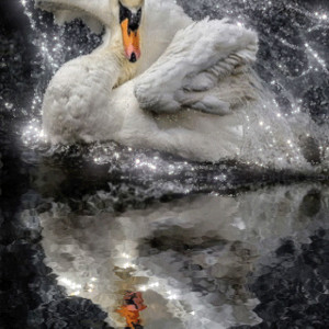Белый лебедь в брызгах сверкающей воды