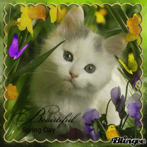 Маленький котик среди цветов