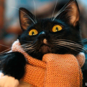 Чёрный котик с шарфом