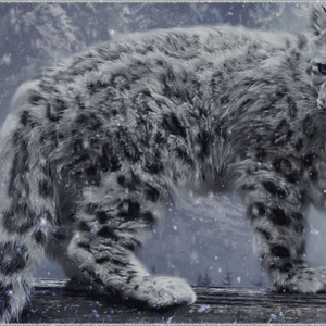 Ирбис снежный леопард