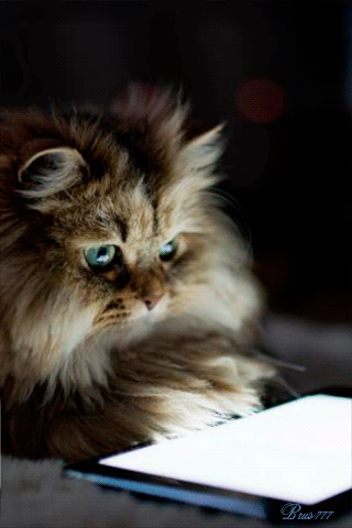 Учёный кот - Фото животных