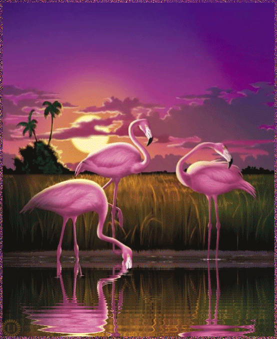 Розовый фламинго в лучах заката - Фото животных
