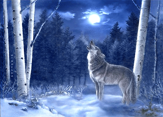 Волк в снежном лесу - Фото животных