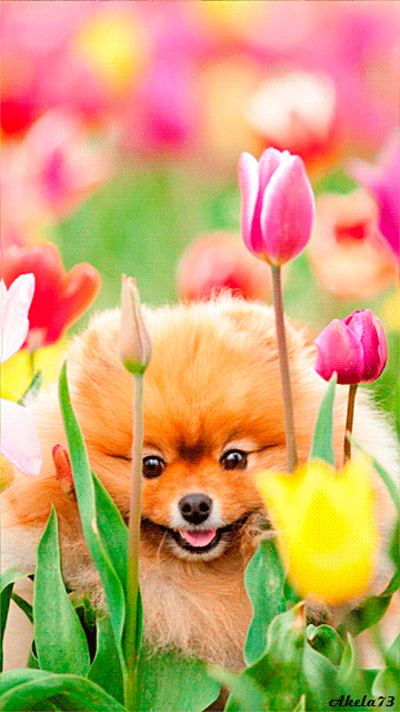 Милая собачка с тюльпанами - Фото животных - Анимационные блестящие ... милая