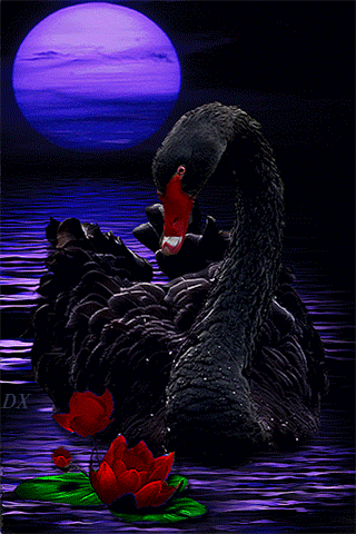 Одинокий чёрный лебедь - Фото животных