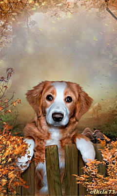 Пес и осень