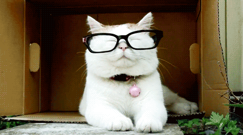Кот в очках - Фото животных