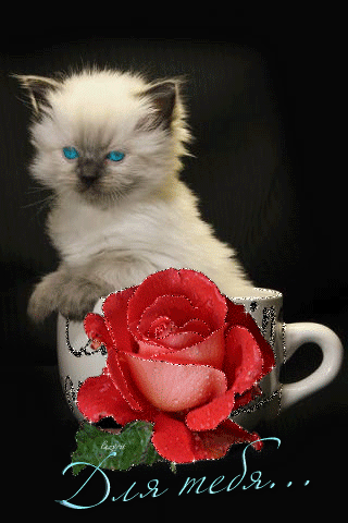 Красивые открытки с котиками. Розы и котенок. Котенок с розочкой. Мерцающие котята.