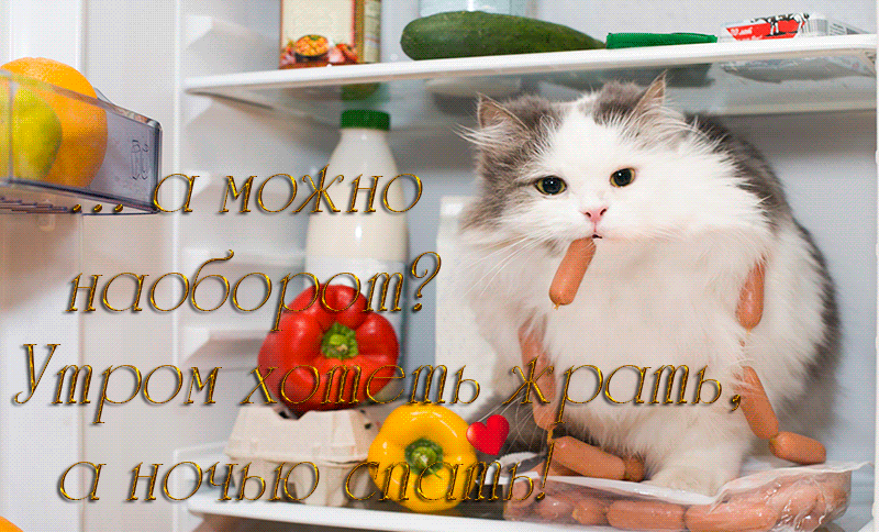 Кот в холодильнике - Фото животных