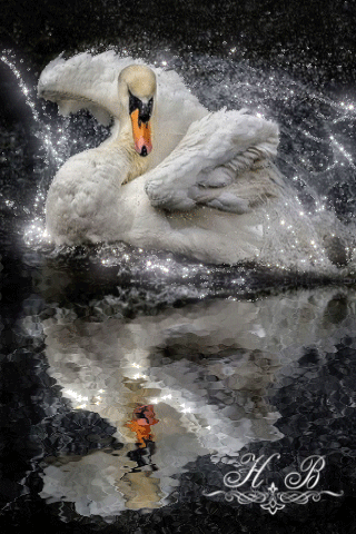 Белый лебедь в брызгах сверкающей воды