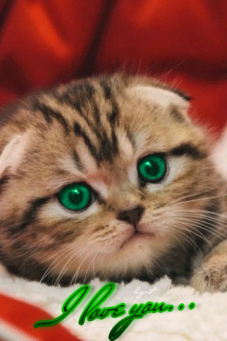 Зеленоглазый котёнок