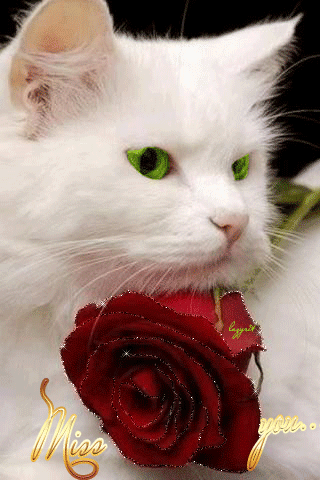 Белый кот с розой
