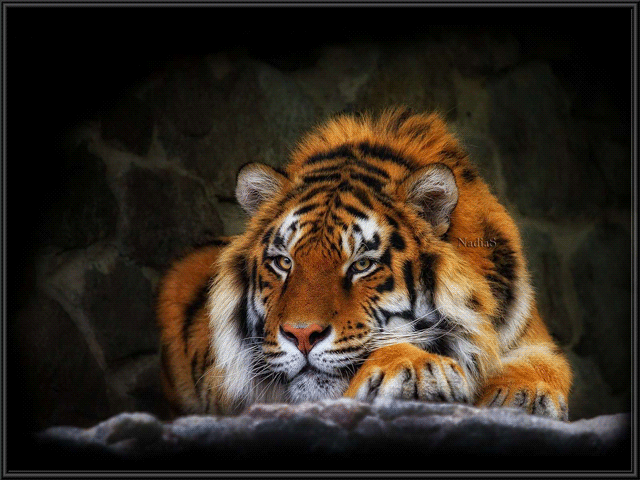 Животное Тигр