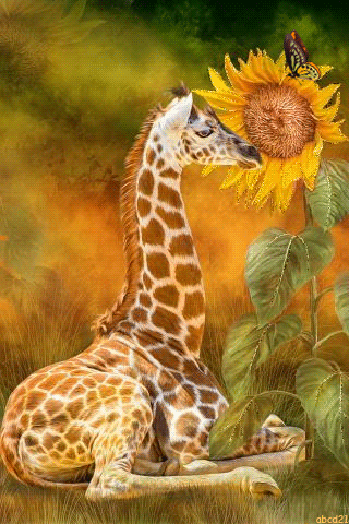 Жираф с подсолнухом - Фото животных