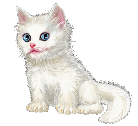 Белый пушистый котёнок