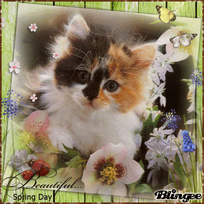 Котик среди цветов - Фото животных